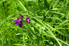 Lathyrus palustris pilosus