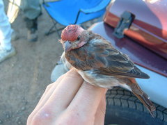 Haemorhous purpureus californicus