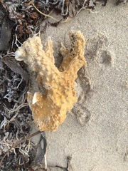 Clathria prolifera