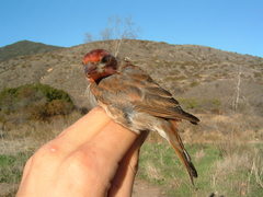Haemorhous purpureus californicus