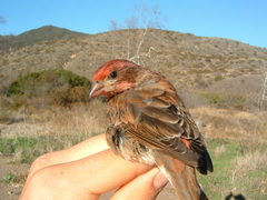 Haemorhous purpureus californicus
