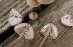 Mycena bulliformis