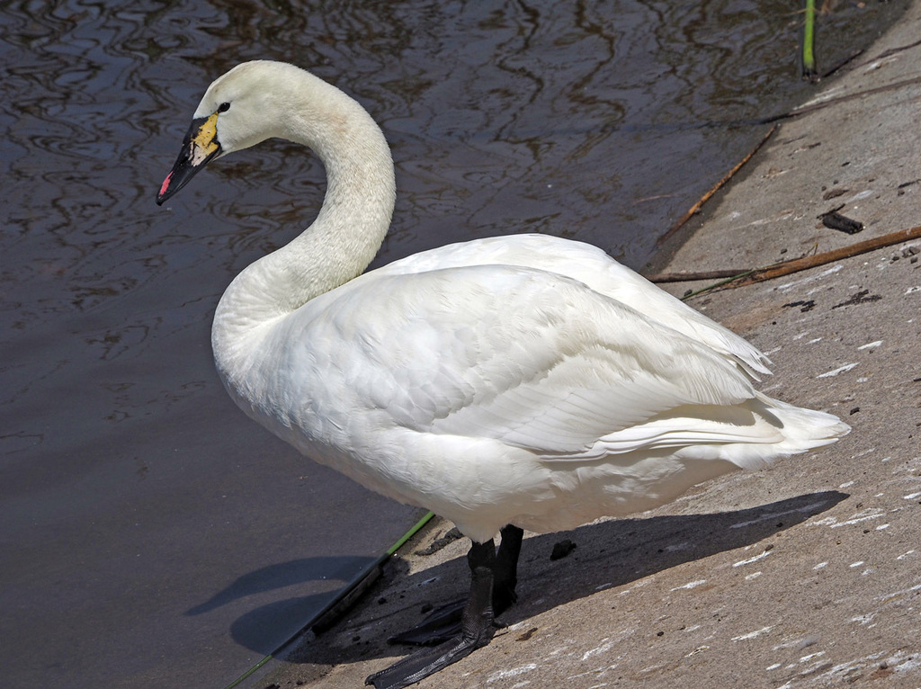 Mute × Whooper Swan