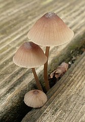 Mycena bulliformis