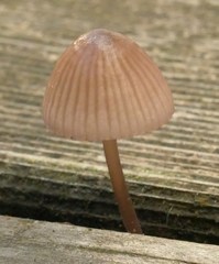 Mycena bulliformis