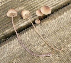Mycena bulliformis