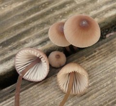 Mycena bulliformis