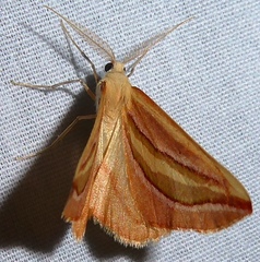 Melemaea magdalena
