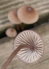 Mycena bulliformis