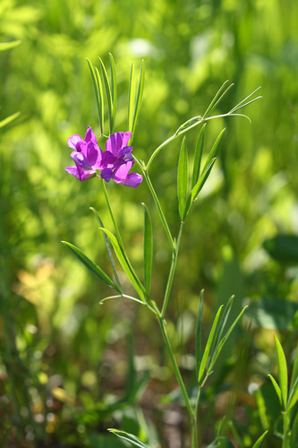 Lathyrus quinquenervius