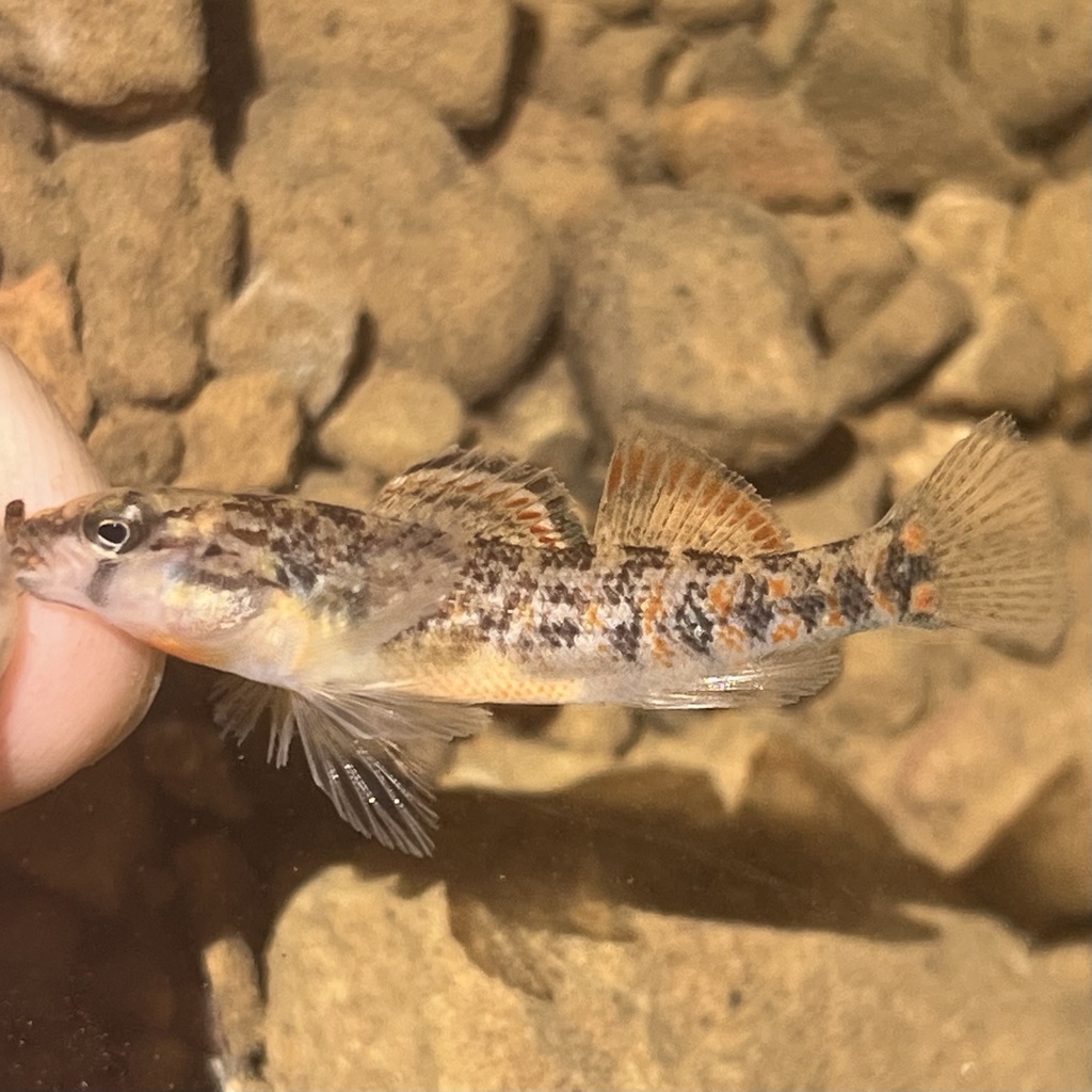 Shawnee Darter