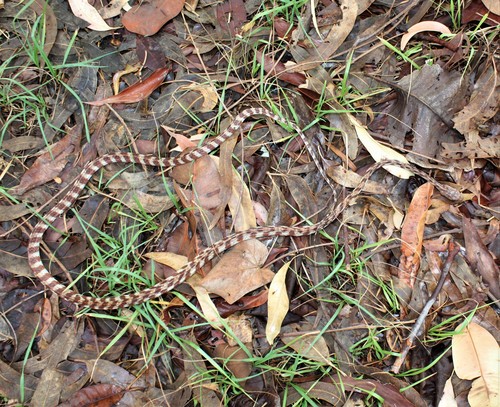 Brown Tree Snake sighting