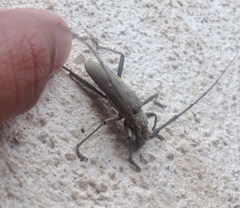 Susuacanga stigmatica