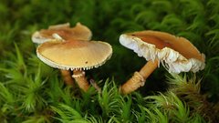 Cystoderma muscicola