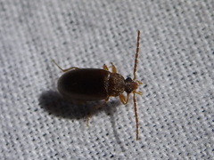 Hymenorus