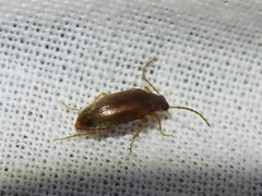 Hymenorus