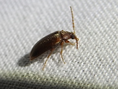 Hymenorus