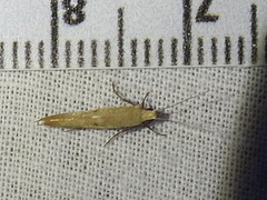 Ypsolopha unicipunctella