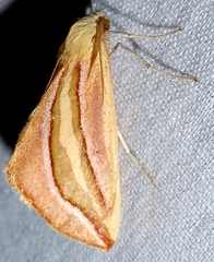 Melemaea magdalena