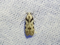 Pseudotelphusa palliderosacella