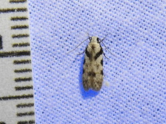 Pseudotelphusa palliderosacella
