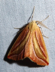 Melemaea magdalena