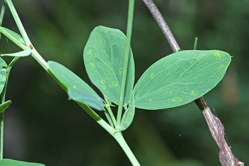 tuberous pea