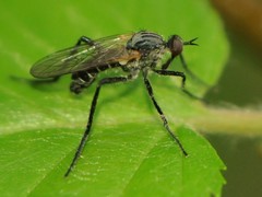 Rhamphomyia