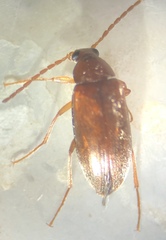 Hymenorus