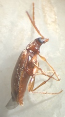 Hymenorus
