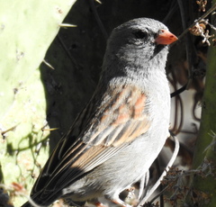 Spizella atrogularis