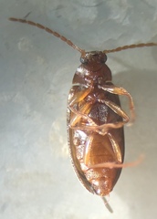 Hymenorus