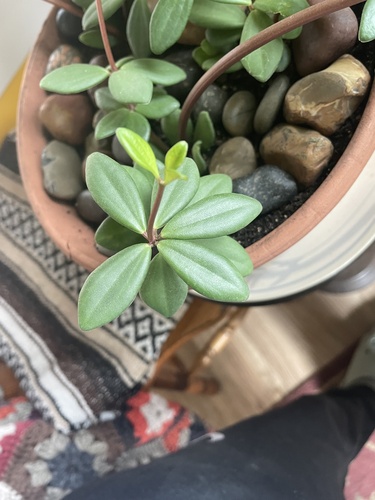 Peperomia kimnachii