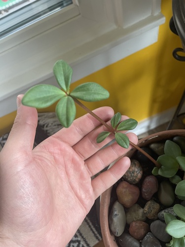 Peperomia kimnachii 2
