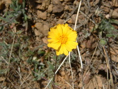 Madia elegans wheeleri