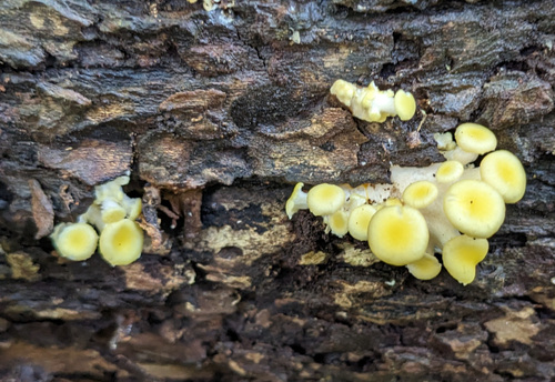 Pleurotus citrinopileatus