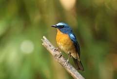 Cyornis whitei