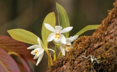 Coelogyne corymbosa