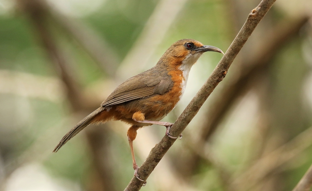 Red-eyed Scimitar-Babbler photo
