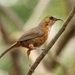 Rusty-cheeked Scimitar-Babbler - Photo (c) Carlos Sanchez, some rights reserved (CC BY-NC), uploaded by Carlos Sanchez
