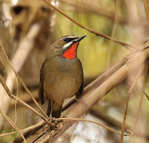 Siberian Rubythroat
