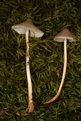 Mycena inclinata
