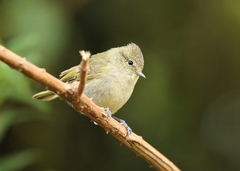 Sylviparus modestus