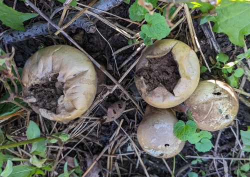 Lycoperdon radicatum