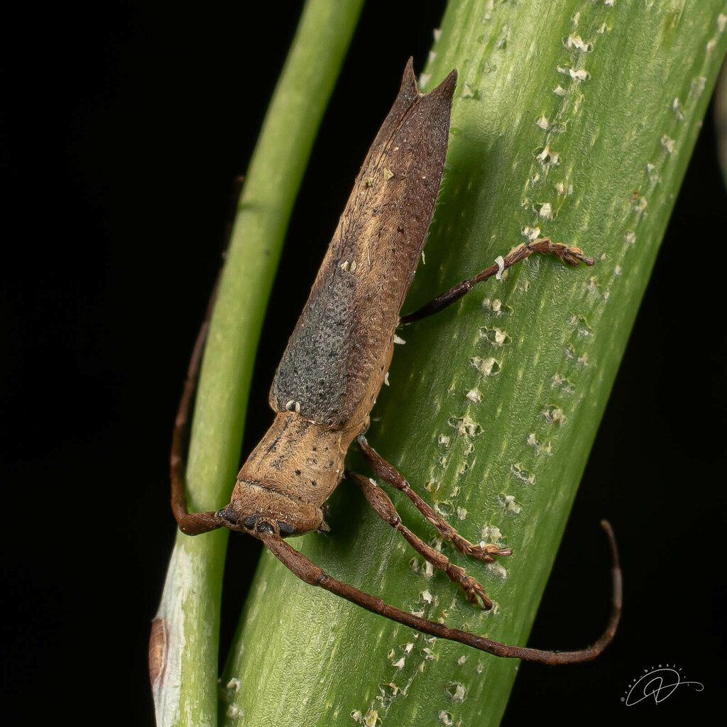 Pseudepectasis bispinosa