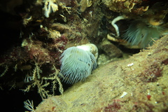Protula pacifica