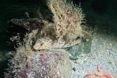 Hexagrammos stelleri