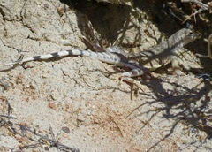 Callisaurus draconoides rhodostictus