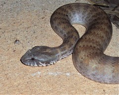 Acanthophis rugosus