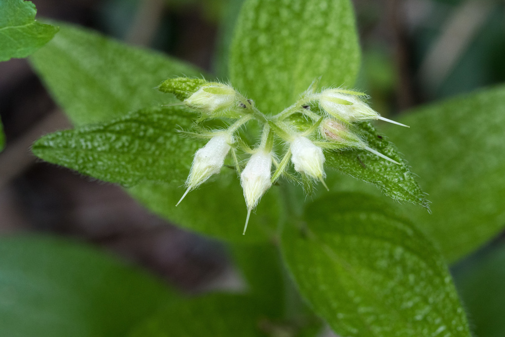 Heller's marbleseed